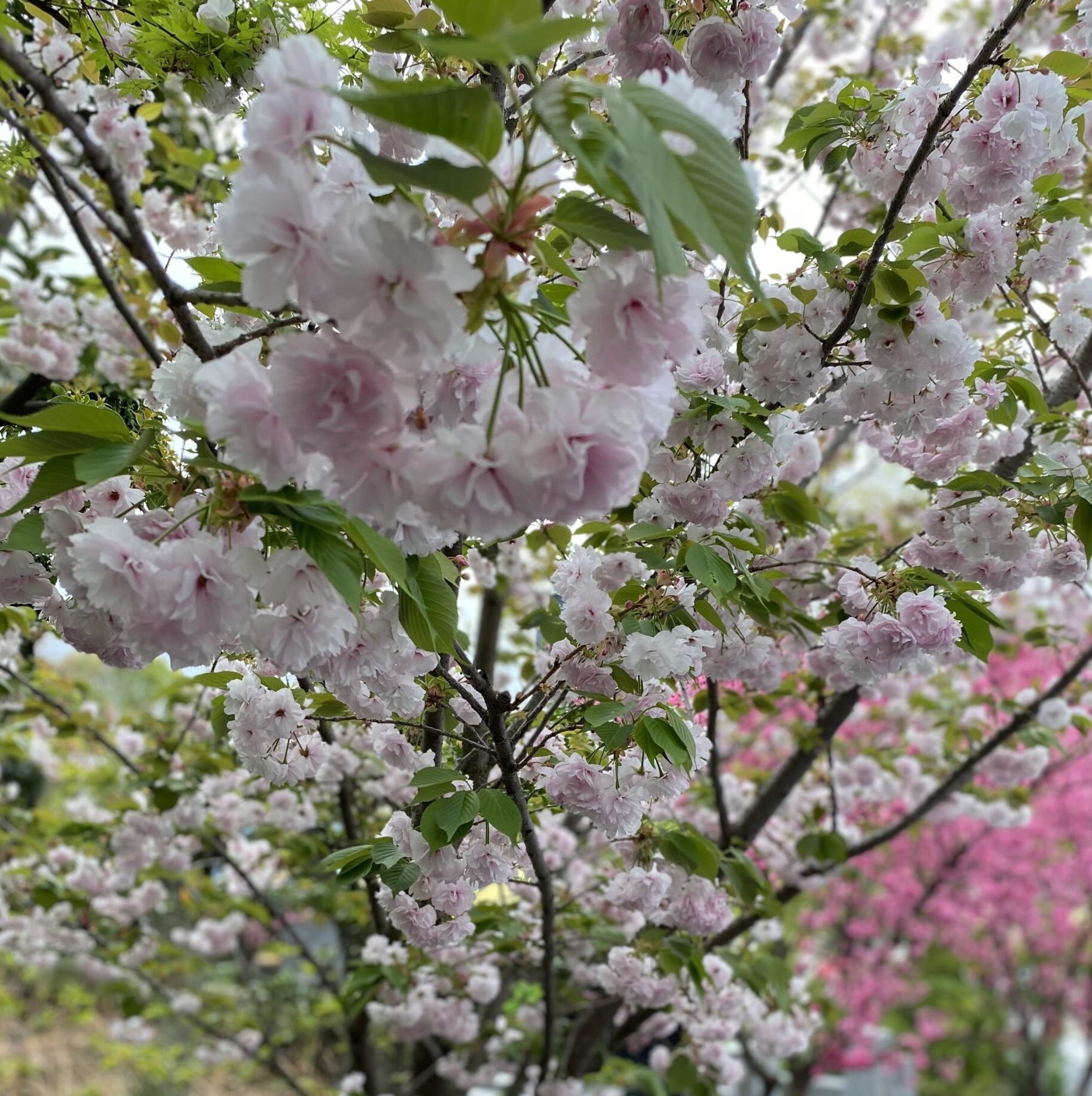 祝！4月からマルシェ再開します
