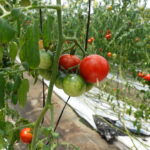 循環型農業に挑戦！甘酒ケチャップに使用されているトマトのこと