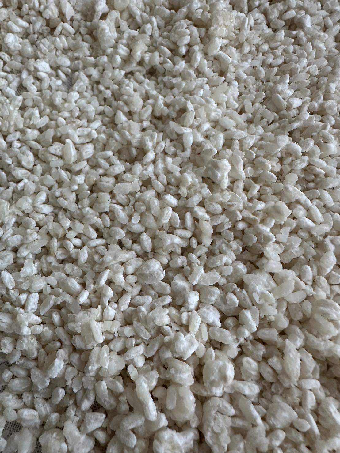 フランス・リールで麹作りワークショップ